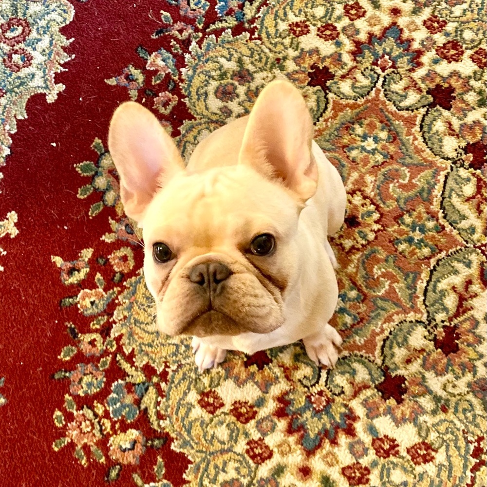 Meet your Posher, Alex